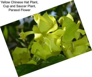 Yellow Chinese Hat Plant, Cup and Saucer Plant, Parasol Flower