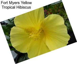 Fort Myers Yellow Tropical Hibiscus