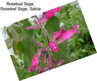 Rosebud Sage, Roseleaf Sage, Salvia