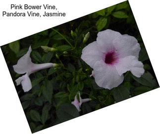 Pink Bower Vine, Pandora Vine, Jasmine