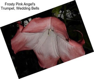 Frosty Pink Angel\'s Trumpet, Wedding Bells