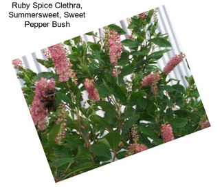 Ruby Spice Clethra, Summersweet, Sweet Pepper Bush