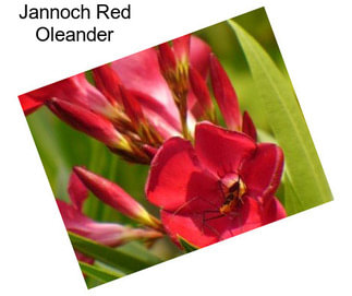 Jannoch Red Oleander