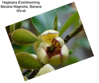 Hagiwara Everblooming Banana Magnolia, Banana Shrub