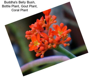 Buddha\'s Belly Bush, Bottle Plant, Gout Plant, Coral Plant