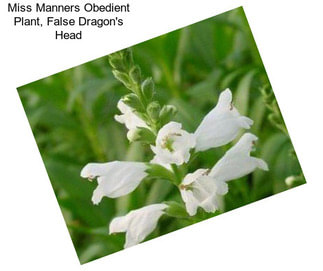 Miss Manners Obedient Plant, False Dragon\'s Head