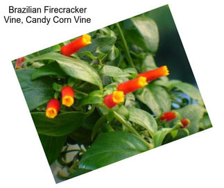 Brazilian Firecracker Vine, Candy Corn Vine