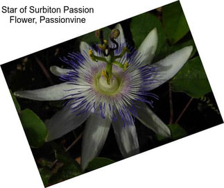 Star of Surbiton Passion Flower, Passionvine