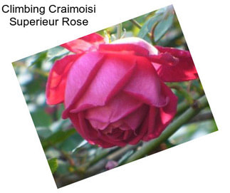 Climbing Craimoisi Superieur Rose