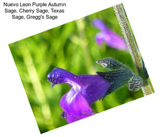 Nuevo Leon Purple Autumn Sage, Cherry Sage, Texas Sage, Gregg\'s Sage