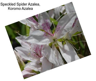 Speckled Spider Azalea, Koromo Azalea