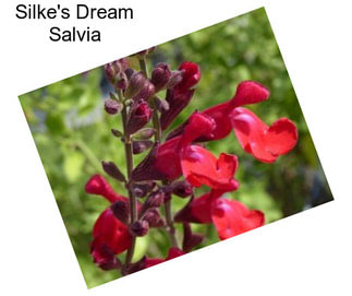 Silke\'s Dream Salvia