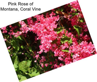 Pink Rose of Montana, Coral Vine
