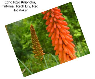 Echo Rojo Kniphofia, Tritoma, Torch Lily, Red Hot Poker