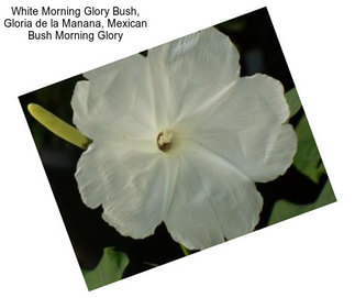 White Morning Glory Bush, Gloria de la Manana, Mexican Bush Morning Glory