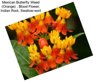 Mexican Butterfly Weed (Orange) , Blood Flower, Indian Root, Swallow-wort