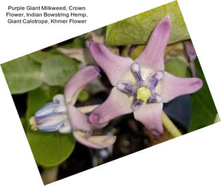 Purple Giant Milkweed, Crown Flower, Indian Bowstring Hemp, Giant Calotrope, Khmer Flower