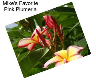 Mike\'s Favorite Pink Plumeria