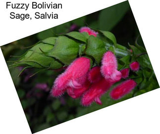 Fuzzy Bolivian Sage, Salvia
