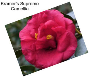 Kramer\'s Supreme Camellia