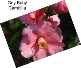 Gay Baby Camellia