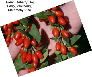 Sweet Lifeberry Goji Berry, Wolfberry, Matrimony Vine