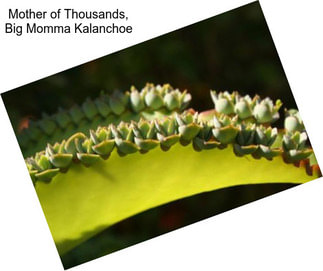 Mother of Thousands, Big Momma Kalanchoe