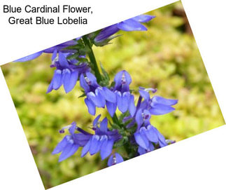 Blue Cardinal Flower, Great Blue Lobelia