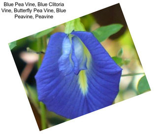 Blue Pea Vine, Blue Clitoria Vine, Butterfly Pea Vine, Blue Peavine, Peavine