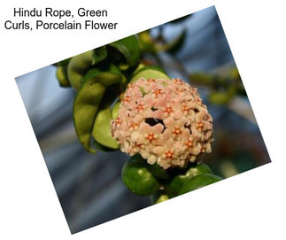 Hindu Rope, Green Curls, Porcelain Flower