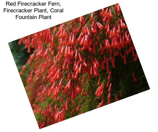 Red Firecracker Fern, Firecracker Plant, Coral Fountain Plant