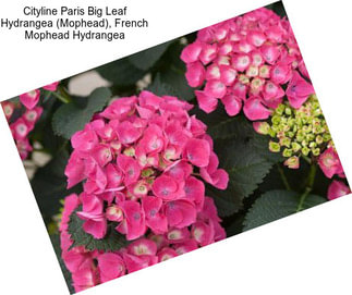 Cityline Paris Big Leaf Hydrangea (Mophead), French Mophead Hydrangea