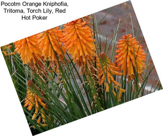 Pocotm Orange Kniphofia, Tritoma, Torch Lily, Red Hot Poker