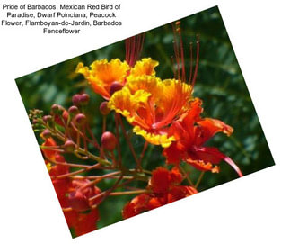 Pride of Barbados, Mexican Red Bird of Paradise, Dwarf Poinciana, Peacock Flower, Flamboyan-de-Jardin, Barbados Fenceflower