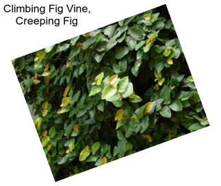 Climbing Fig Vine, Creeping Fig