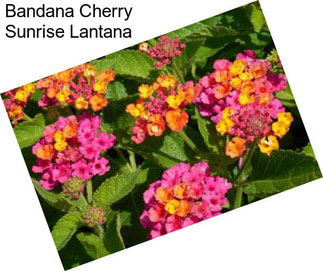 Bandana Cherry Sunrise Lantana