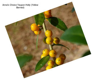 Anna\'s Choice Yaupon Holly (Yellow Berried)