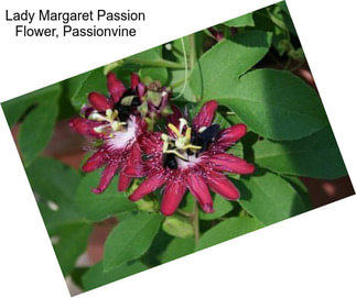 Lady Margaret Passion Flower, Passionvine