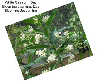 White Cestrum, Day Blooming Jasmine, Day Blooming Jessamine