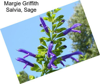 Margie Griffith Salvia, Sage