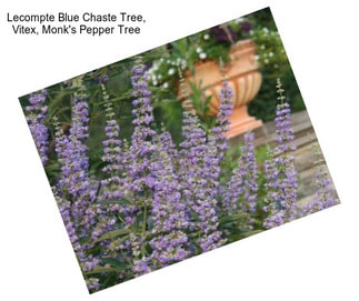 Lecompte Blue Chaste Tree, Vitex, Monk\'s Pepper Tree