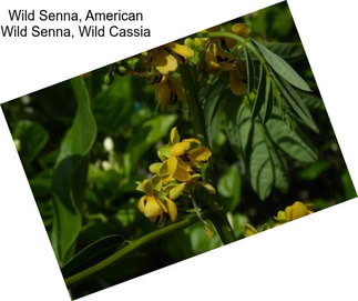 Wild Senna, American Wild Senna, Wild Cassia