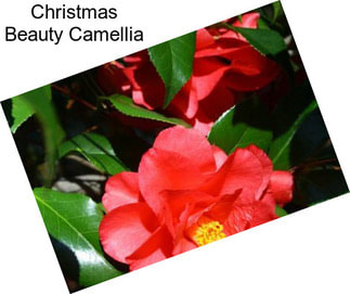 Christmas Beauty Camellia