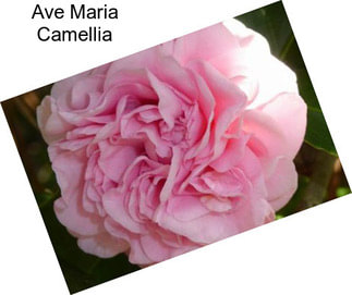 Ave Maria Camellia