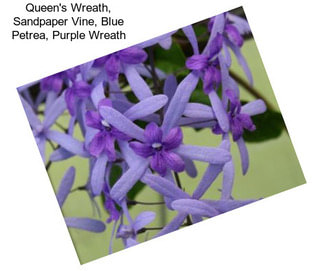 Queen\'s Wreath, Sandpaper Vine, Blue Petrea, Purple Wreath