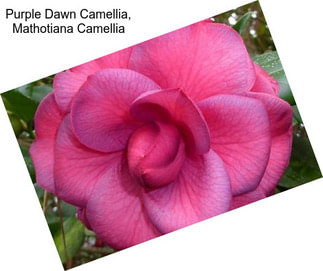 Purple Dawn Camellia, Mathotiana Camellia