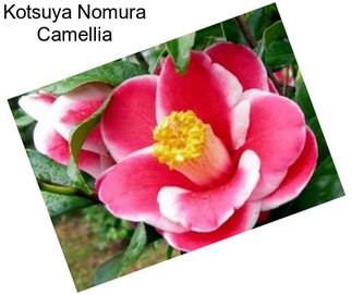 Kotsuya Nomura Camellia
