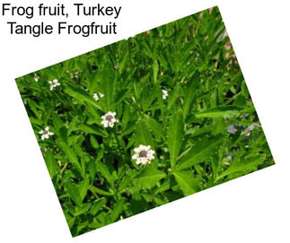 Frog fruit, Turkey Tangle Frogfruit