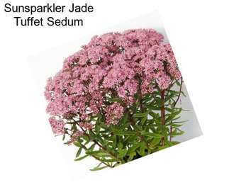 Sunsparkler Jade Tuffet Sedum