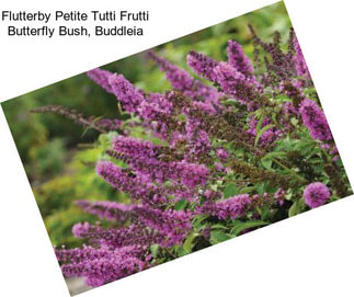 Flutterby Petite Tutti Frutti Butterfly Bush, Buddleia